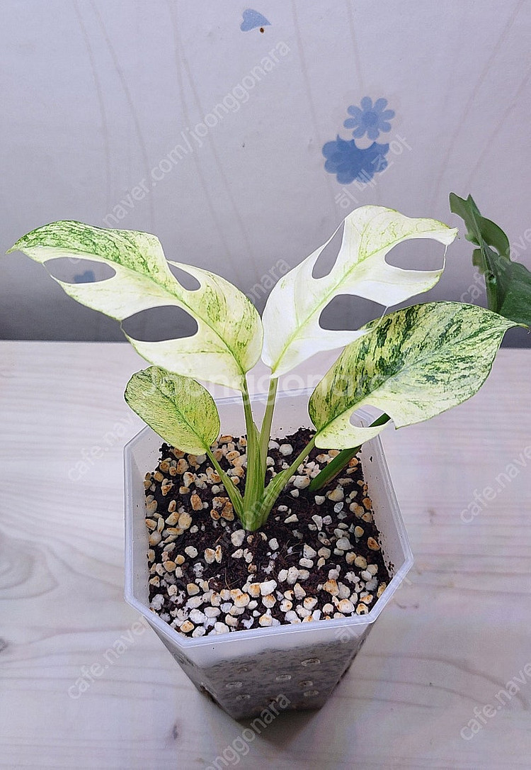 무늬히메,화이트민트히메,풀민트히메,트루비스킨,에피민트 등 여러 희귀식물 분양해요--0